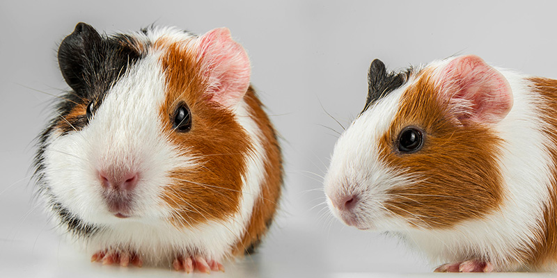 diereninfo_cavias