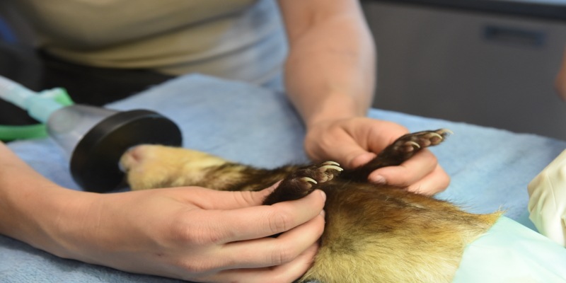 diereninfo_fretten