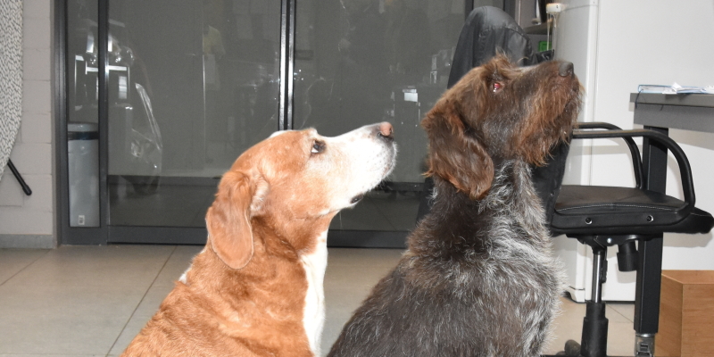 diereninfo_honden
