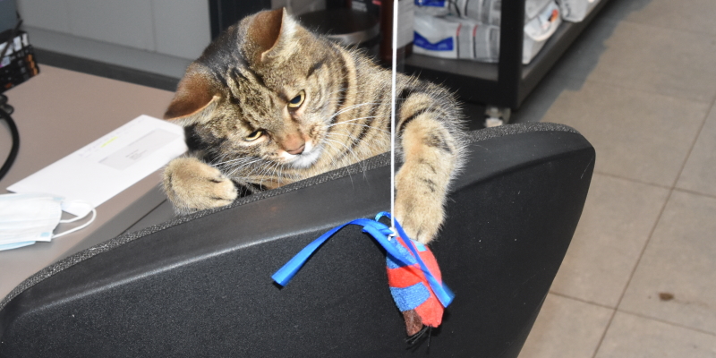 diereninfo_katten