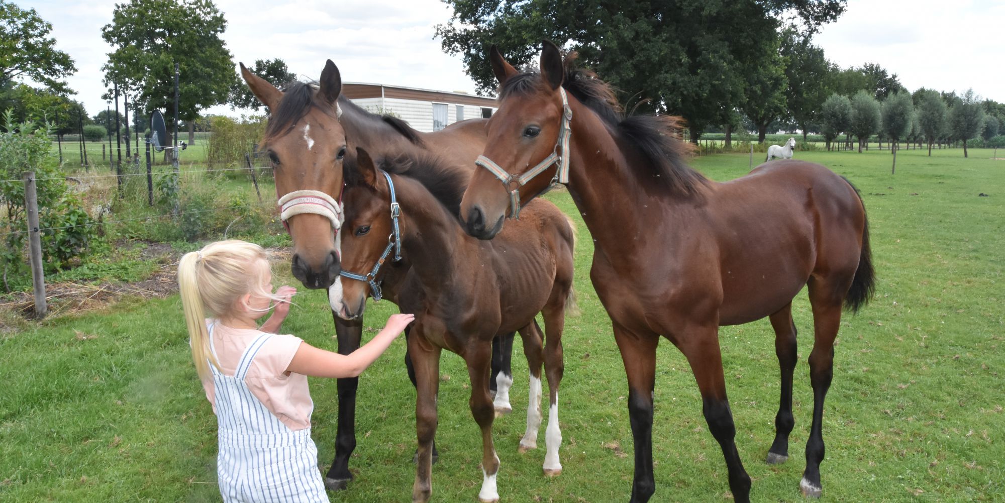 diereninfo_paarden